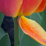 Wet Tulip Petal_DSCF01685